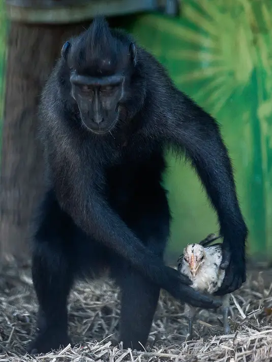 Monyet Yaki, Nati berjalan sambil menggendong anak ayam di dalam kandangnya di Taman Safari Ramat Gan, Israel, Kamis (24/8). Petugas taman safari mengatakan monyet berusia 4 tahun itu dan anak ayam tersebut tidak terpisahkan. (AP Photo/Tsafrir Abayov)