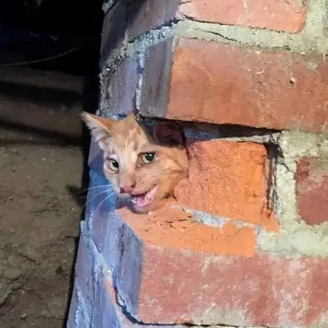 10 Potret Lucu Kucing Muncul dari Lubang di Langit-Langit Ini Bikin Gemas
