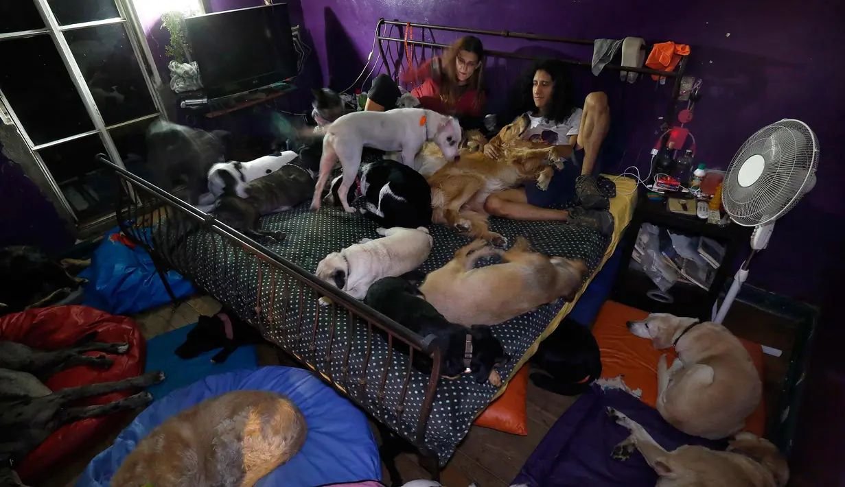 Mariam Gutierrez de Velasco dan suaminya Jair Benavides beristirahat di tempat tidur dengan anjing-anjingnya di rumahnya di Mexico City pada 26 Desember 2017. Saat Gempa, puluhan anjing tinggal bersama Jair dan Mariam di garasi. (AP Photo/Marco Ugarte)