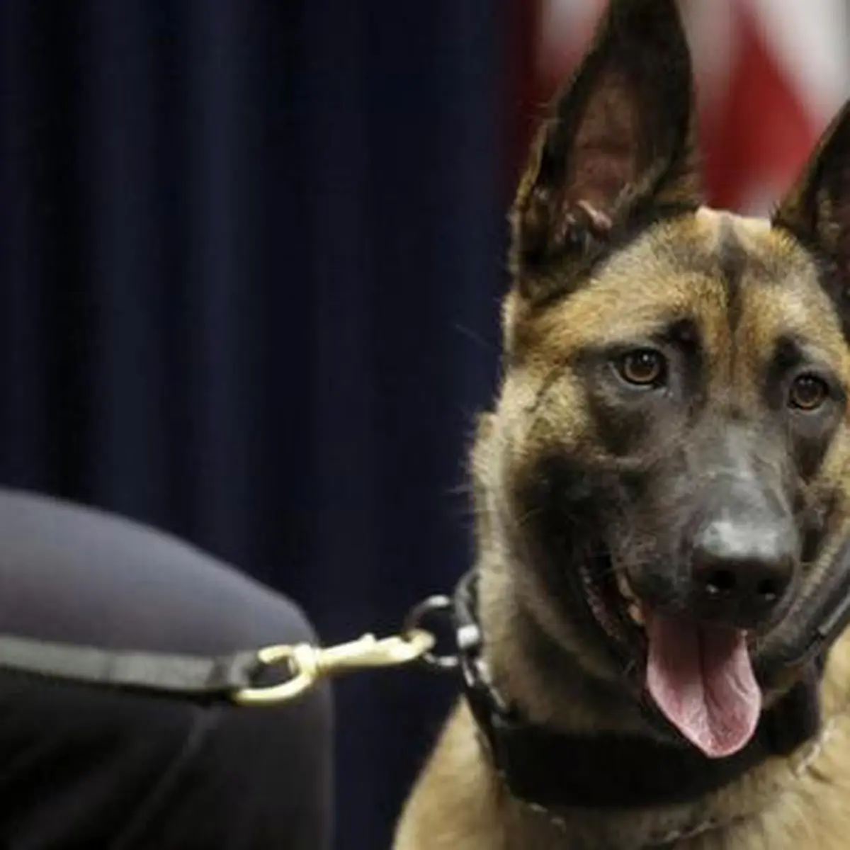 Tak Pernah Merasa Sebagai Manusia, Pria Ini Menyebut Dirinya Anjing -  Global Liputan6.com