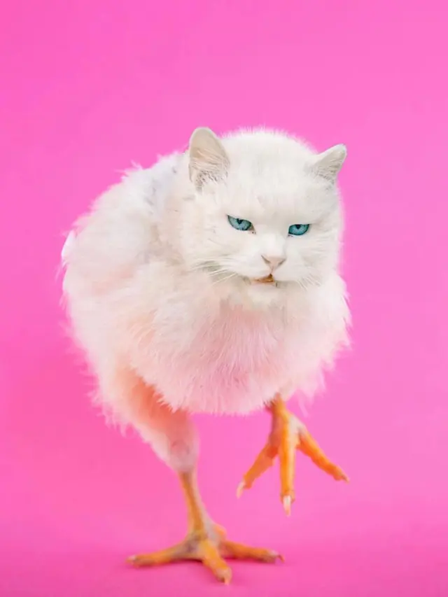 6 Editan Foto Hewan Lain Berkepala Kucing Ini Nyeleneh, Kocak