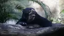 Seekor beruang beristirahat di Biopark of Rio selama tur media di Rio de Janeiro, Brasil, Kamis (18/3/2021). Biopark of Rio akan kembali dibuka untuk masyarakat umum pada akhir Maret. (AP Photo/Bruna Prado)