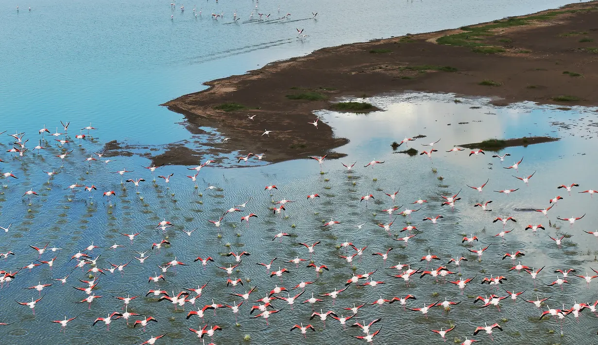 Kawanan burung flamingo terbang di atas danau yang terletak di Taman Nasional Amboseli, Kenya, 21 Juni 2018. Diperkirakan terdapat sekitar 400 spesies burung dan 47 jenis hewan liar di taman nasional ini. (AFP/TONY KARUMBA)