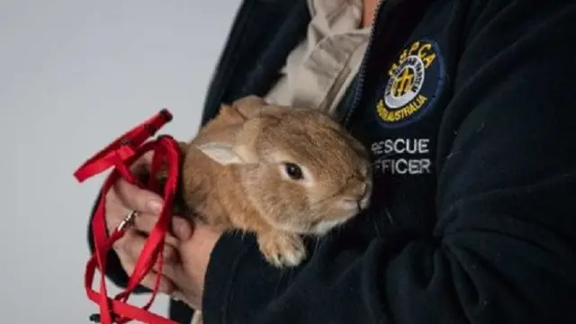 Seekor kelinci ditemukan di Bandara Adelaide kemudian diserahkan ke petugas dari organisasi penyayang binatang RSPCA, Nalika Van Loenen. (Supplied: RSPCA via ABC.net.au)