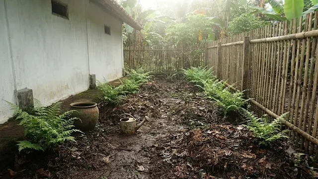 Cara Menanam Pakis Sayur di Pekarangan Rumah