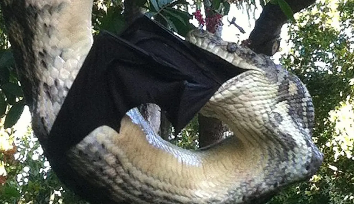 Seekor ular piton berukuran 3 meter tertangkap kamera saat melahap seekor kelelawar yang juga berukuran cukup besar di Sunshine Beach, Queensland, Kamis (2/7/2015). (Dailymail)