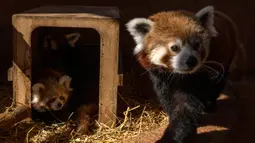 Panda merah sendiri dikategorikan hewan langka. Sehingga kelahiran anak panda merah ini dinilai sangat istimewa. (AP Photo/Petros Giannakouris)