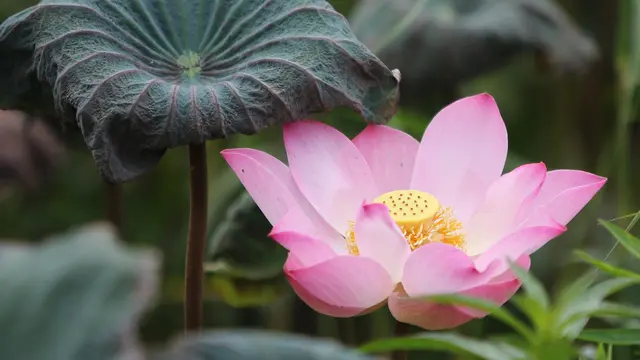 Ilustrasi Lotus