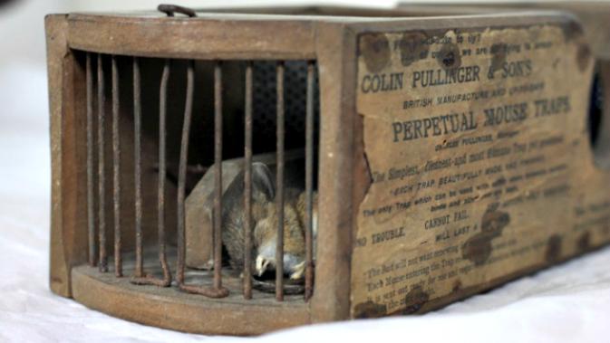 Sebuah jebakan tikus yang menjadi pajangan museum terbukti ampuh menangkap tikus.