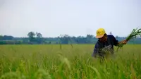 Pemerintah Kabupaten (Pemkab) Ngawi berharap PT Wilmar Padi Indonesia (WPI) memperluas kemitraan dengan petani (Farmer Engagement Program) di wilayah tersebut. (Dok. Wilmar)