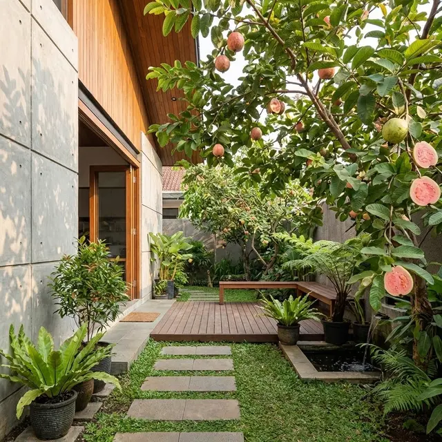 Buah  Cocok Ditanam di Halaman Belakang