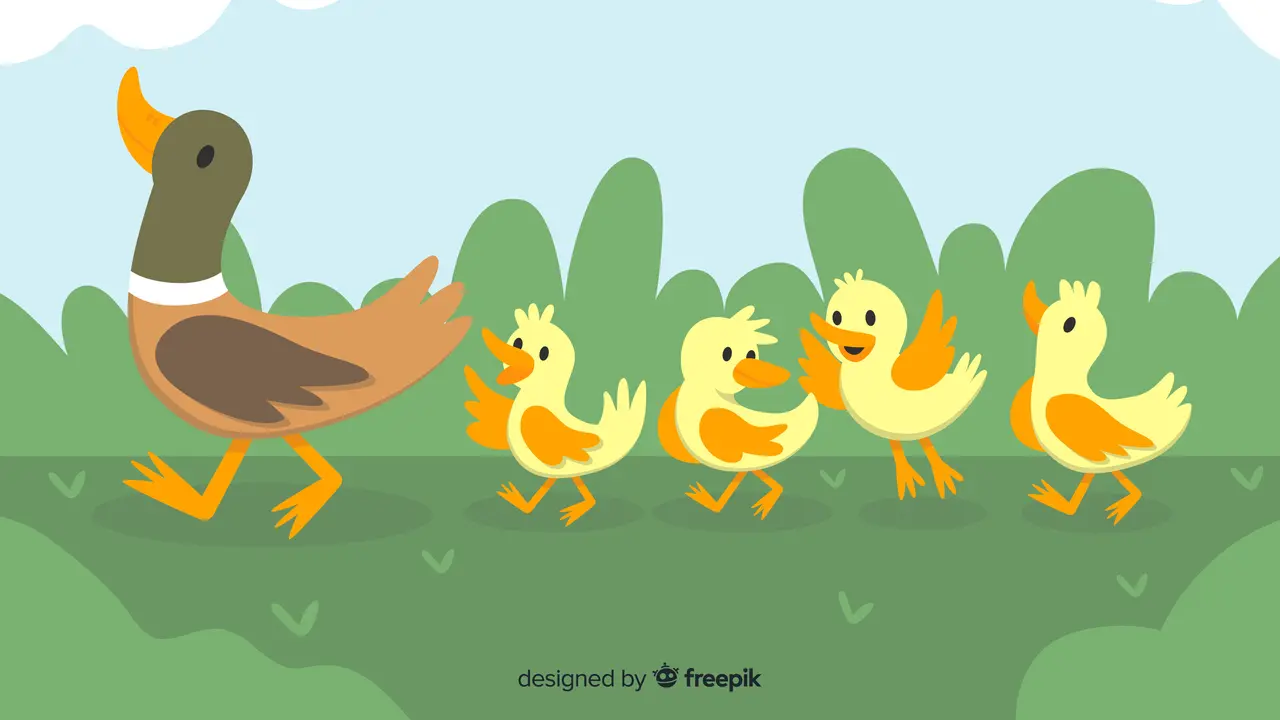 Duck