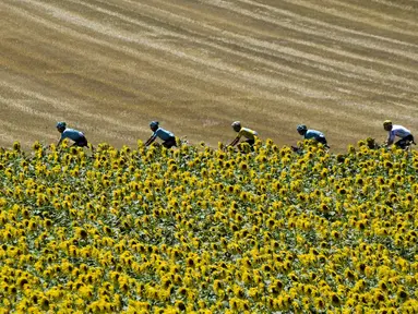 Pebalap Italia, Fabio Aru (4kanan) menggunakan jersey kuning bersama timnya melintasi kebun bungan pada etape ke-14 Tour de France dengan jarak 181,5 km antara Blagnac dan Rodez, (15/7/2017). (AFP/Pphilippe Lopez)
