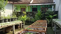 TOP 3: Usaha Ternak Tanpa Ganggu Tetangga hingga Cara Menghilangkan Bau Kecoa di Gelas