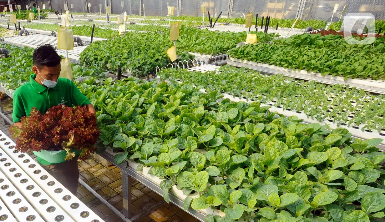 Petani memanen sayuran hidroponik pada areal bekas lapangan tenis di Greenville Farm, Tanjung Duren, Jakarta Barat, Senin (21/11/2022). Sayuran hidroponik di tempat ini dipasarkan secara online dengan harga berkisar antara Rp 60 ribu/Kg hingga Rp 100 ribu/Kg. (merdeka.com/Arie Basuki)