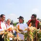 Menteri Pertanian, Andi Amran Sulaiman (Mentan Amran) didampingi Walikota Medan, Bobby Afif Nasution, melakukan panen dan tanam jagung di Kota Medan.