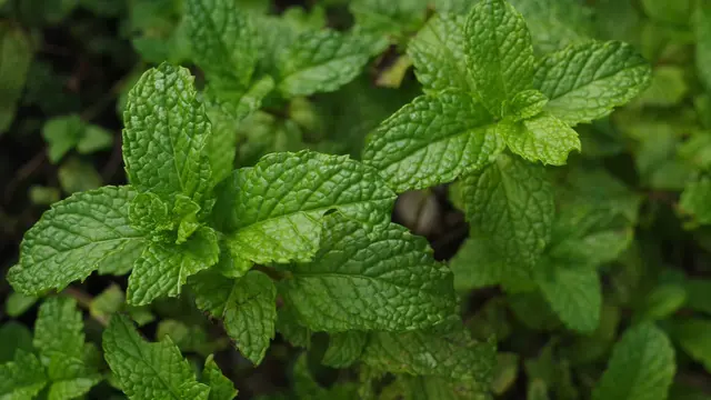 daun mint  (sumber: Pixabay)