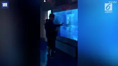 Seorang pria terlempar saat ikan hiu datang menyambarnya.