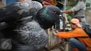 Seekor burung merpati dirazia petugas dalam operasi penertiban unggas di bantaran Kali Ciliwung, Senen, Jakarta, Rabu (18/11). Penertiban dilakukan untuk mencegah penyebaran virus flu burung. (Liputan6.com/Immanuel Antonius)