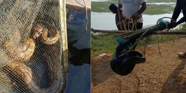 Detik-Detik Piton 12 Kaki Diselamatkan dari Jaring Nelayan, Kembali ke Alam Liar