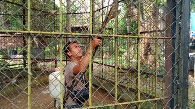 Petunias di Medan Zoo semprot cairan disinfektan