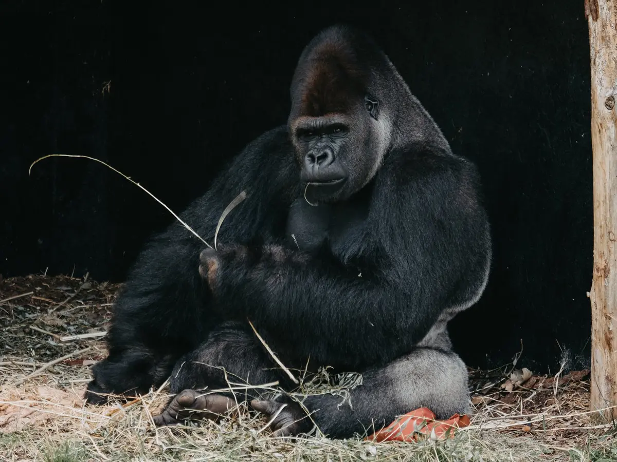 Penafsiran Mimpi: Gorila Dalam Khayalanmu