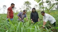 Petani serai wangi binaan Yayasan Dharma Bhakti Astra (YDBA), Adang Sabroni (kanan) didampingi Koordinator Lembaga Pengembangan Bisnis (LPB) YDBA di Lebak, Dani Kurnia (kiri) menunjukkan langkah memanen serai wangi kepada Ketua Pengurus YDBA, Sigit P. Kumala (kedua kiri) dan Sekretaris Pengurus YDBA, Ida R. M. Sigalingging (kanan) seusai peresmian LPB Lebak, di Banten (15/02/2023). (Liputan6.com/HO)