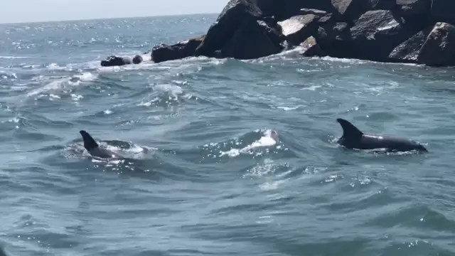 Lumba-lumba hidung botol liar di Teluk Koombana, Bunbury, Australia Barat