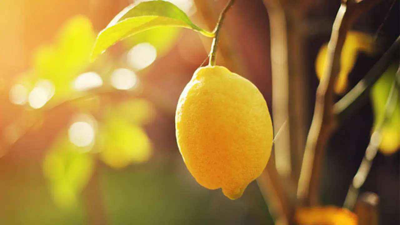 Foto: copyright shutterstock.com