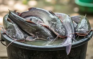 8 Cara Menghilangkan Bau Tanah pada Ikan Lele, Ternyata Bisa Pakai Bahan Dapur