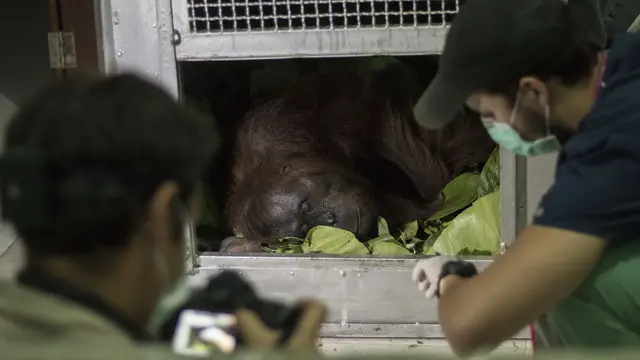 Pelepasliaran Orangutan