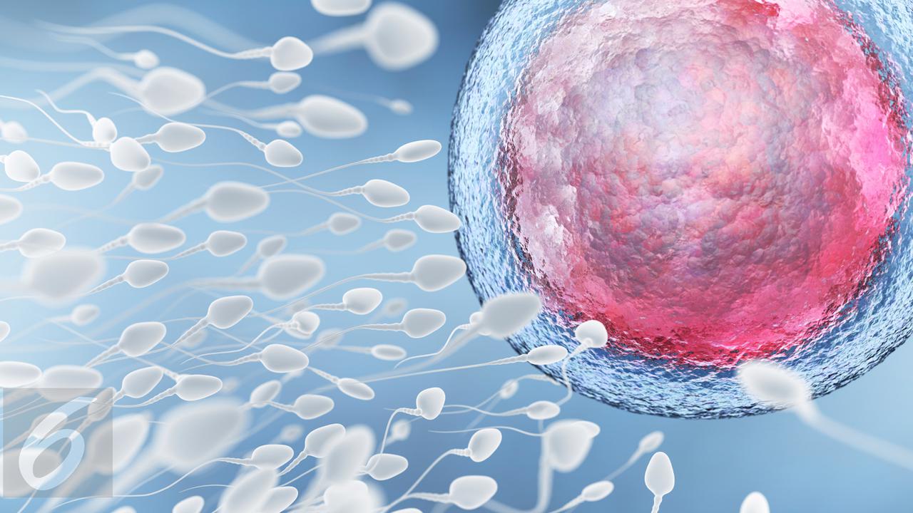 20151102-Ilustrasi Sperma atau Sel Reproduksi Laki-laki