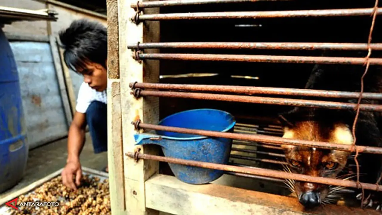 kopi-luwak-130624-c.jpg