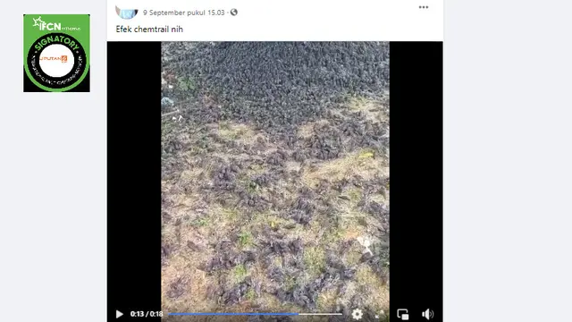 Cek Fakta Liputan6.com mendapati klaim burung pipit di Bali berjatuhan dan mati akibat efek chemtrail