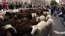 Kawanan domba dipandu melalui pusat kota Madrid, Spanyol, Minggu (23/10/2022). Madrid, ibu kota Spanyol yang ramai, selalu menjadi bagian dari jalur pertanian seluas 125.000 kilometer yang menutupi Semenanjung Iberia. (AP Photo/Paul White)