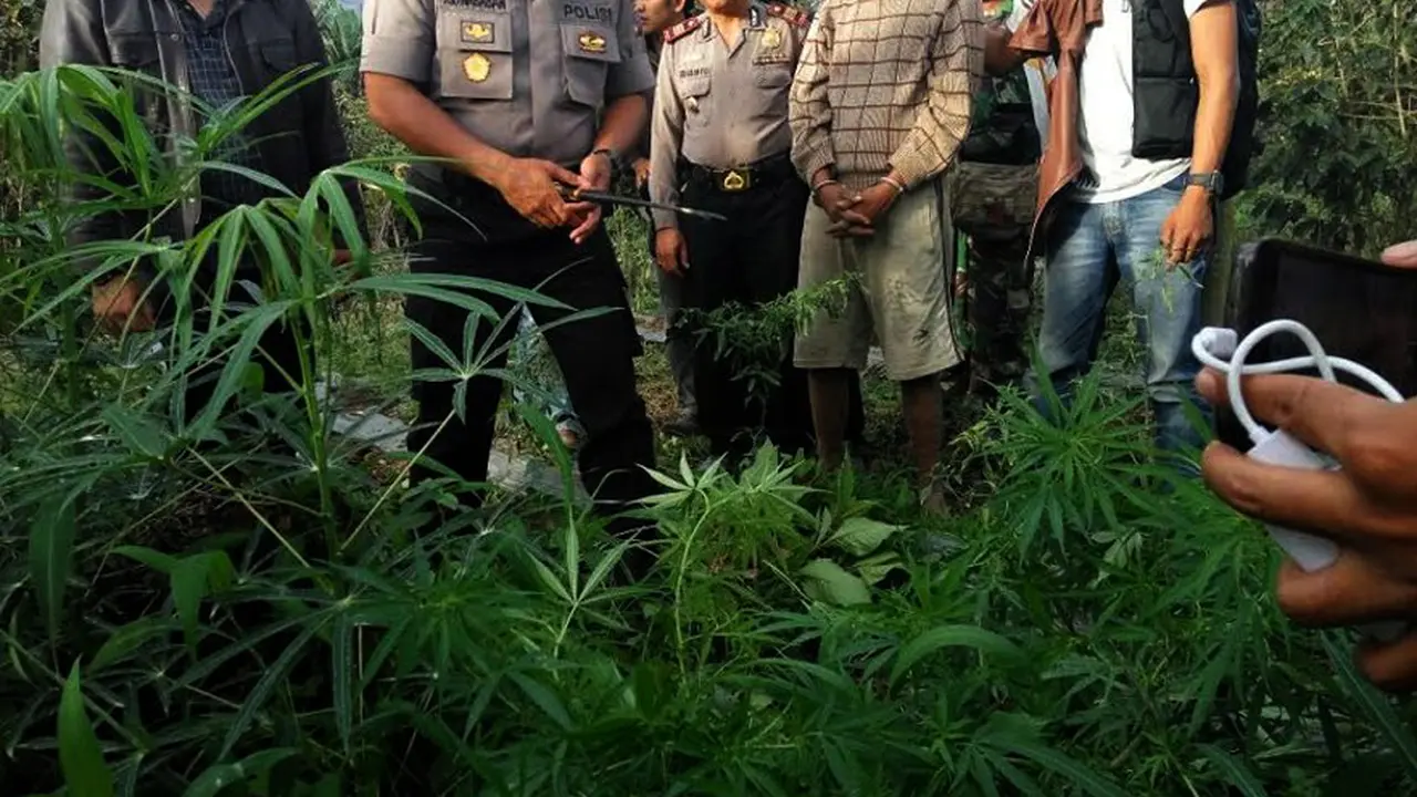 Ladang Ganja