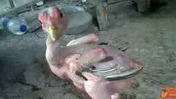 Citizen6, Tanah Laut: Di Desa Tambang Ulang, Kabupaten Tanah Laut, Provinsi Kalimantan Selatan terdapat seekor ayam yang unik. Ayam ini sudah dua bulan, namun bulu di tubuhnya tidak kunjung tumbuh. (Pengirim: Toni Budiharjo)