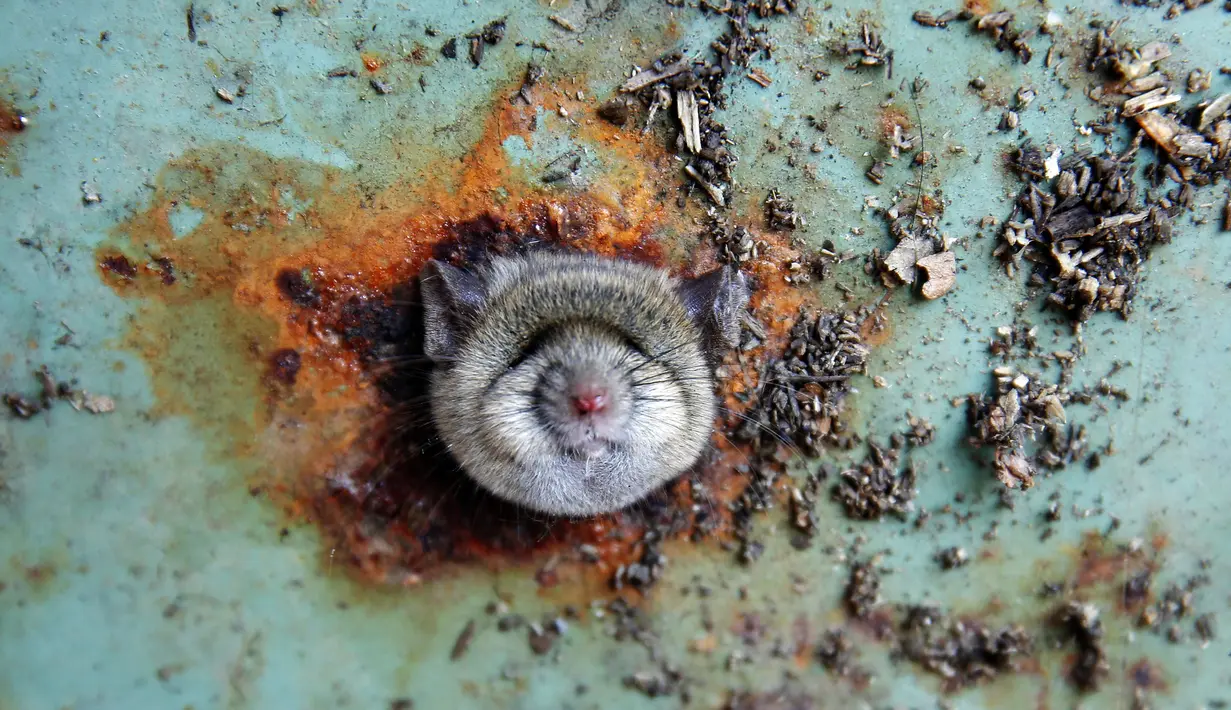 Ekspresi Seekor tikus saat terjebak di sebuah lubang bagian bawah tong sampah di Brooklyn, New York, Amerika Serikat, (18/10). Tikus tersebut terlihat kesusahan melepaskan diri dari lubang tong sampah. (REUTERS/Lucas Jackson)