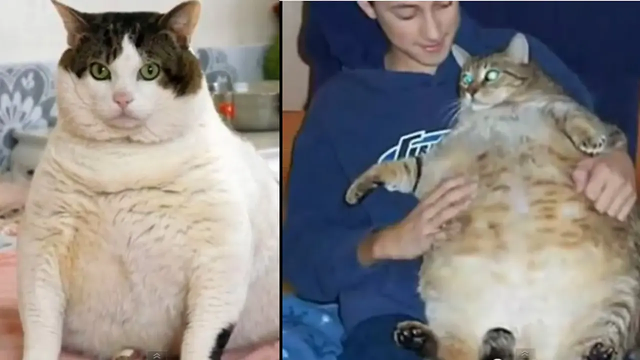 5 Kucing Paling Gemuk di Dunia