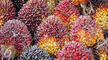 Buah kelapa sawit.