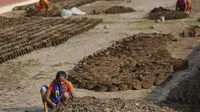 Kotoran Sapi dan Manfaatnya untuk Kesehatan