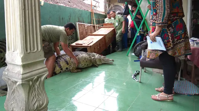 Seekor buaya yang telah dipelihara warga harus dievakuasi petugas Balai Konservasi Sumber Daya Alam (BKSDA) karena merupakan hewan dilindungi (Liputan6.com/Achmad Sudarno)
