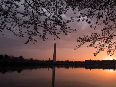 Pemandang pohon sakura yang bermekaran di dekat Tidal Basin saat matahari terbit di Washington, DC, (4/4). Keindahan pohon Sakura yang bermekeran menandai dimulainya musim semi di Washington. (AFP Photo/Saul Loeb)