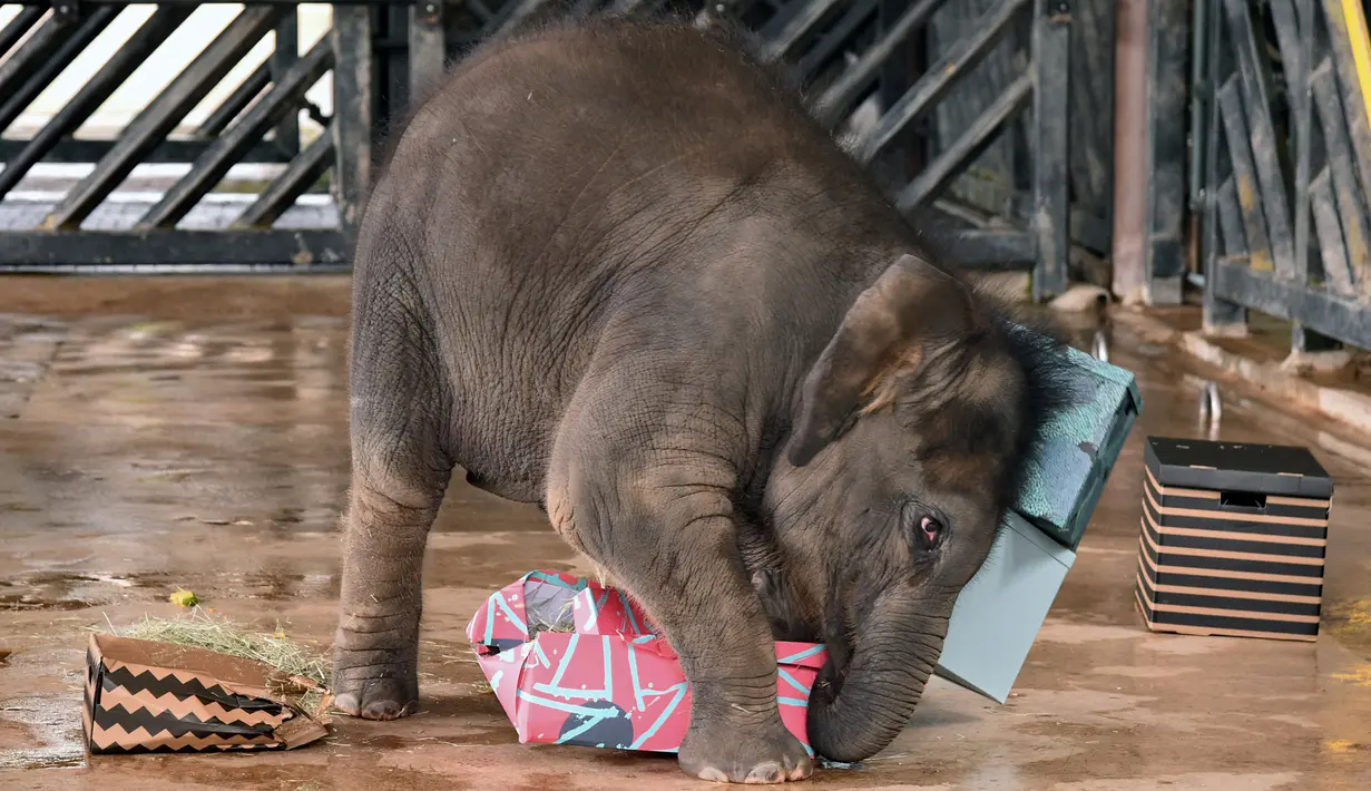 Bayi gajah bernama Neha menerima hadiah jelang ulang tahun pertamanya di Night Safari, Singapura, Kamis (11/5). Neha adalah bayi gajah Asia yang lahir pada tanggal 12 Mei, dan menjadi terkenal karena tingkahnya yang lucu. (AFP/ ROSLAN RAHMAN)