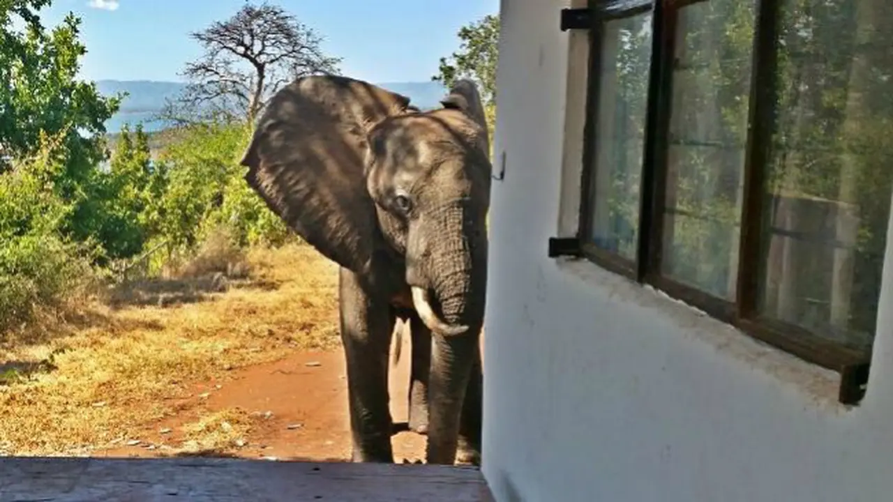 Ben, gajah luka (0)