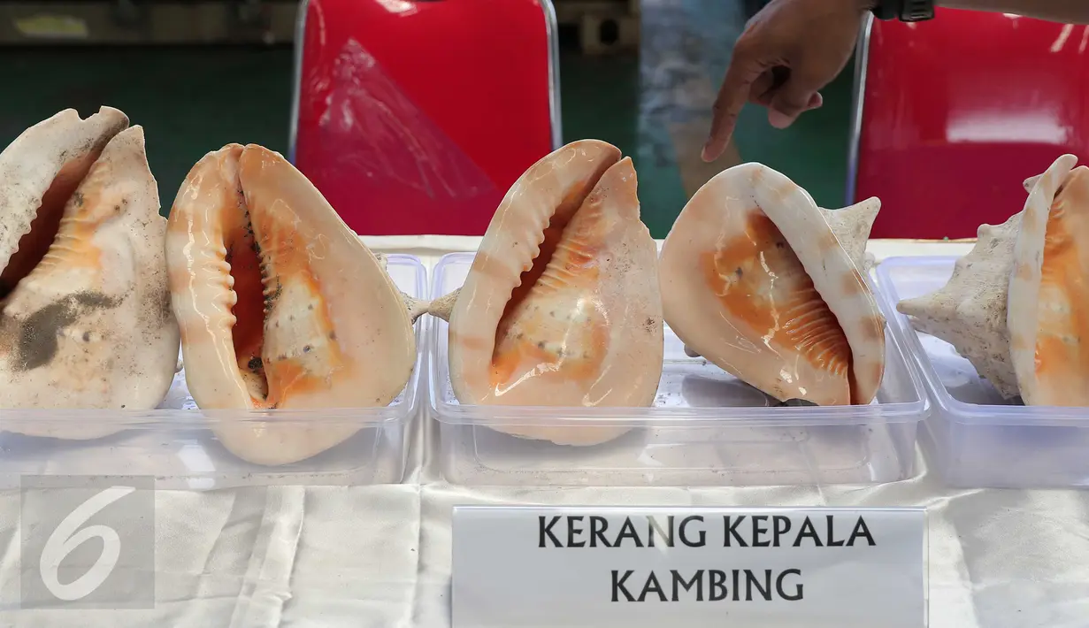Fosil satwa dilindungi jenis kerang kepala kambing diamankan di Tanjung Priok, Jakarta, Kamis (18/2). Direktorat Bea Cukai menggagalkan penyelundupan ribuan cangkang kerang langka dengan negara tujuan Tiongkok senilai Rp 5,3 M. (Liputan6.com/Angga Yuniar)