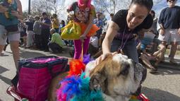 Seekor  Bulldog bernama Hammish saat mengikuti Mystic Krewe parade anjing di New Orleans , Louisiana, (31/1). Parade ini dipadati oleh pengunjung yang ingin melihat atraksi dari anjing - anjing tersebut. (REUTERS / Lee Celano)