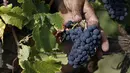 Anggur Pinot Nero saat panen di Tenuta Castello, Neive Borgonovo, Italia (8/8). Panen dimulai paling awal dalam satu dekade karena negara tersebut melakukan swelling dalam gelombang panas setelah berbulan-bulan kekeringan. (AFP Photo/Marco Bertorello)