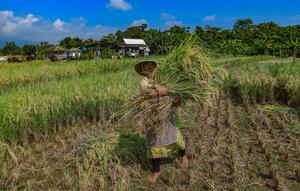 Petani memanen padi jenis Inpari 32 di Kampung Tematik Mulyaharja, Bogor, Jawa Barat, Rabu (6/5/2026). Perum Bulog melaporkan realisasi penyerapan gabah dan beras nasional mencapai 1,7 juta ton pada periode Januari hingga 5 April 2026. (merdeka.com/Arie Basuki)