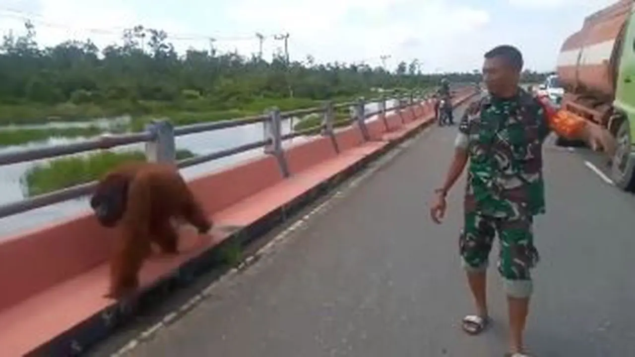 TNI Evakuasi Orangutan